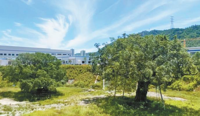深汕：四百歲古樹(shù)與千億園區(qū)共生